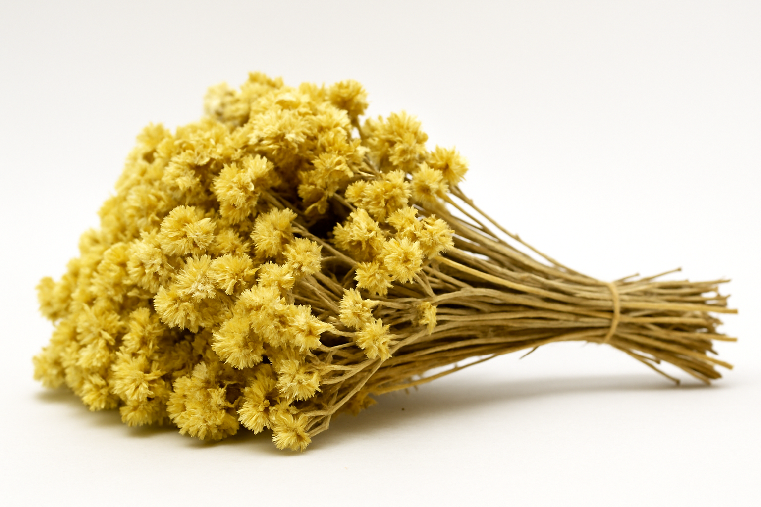 Flores secas de macela prontas para preparo